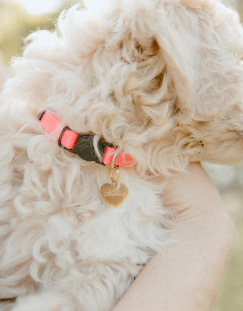 Engraved Small Heart Collar Tag